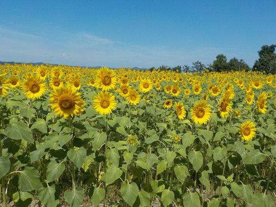 青空の下、太陽に向かって黄色い大輪の花を開花させた沢山のひまわりが並んでいる様子の写真