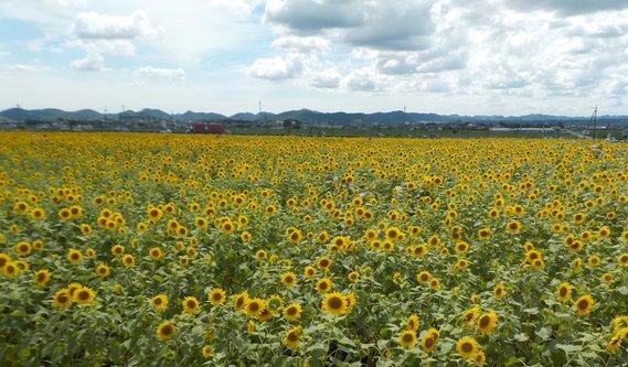 畑一面に広がって黄色い花が咲き誇る沢山のひまわりの写真
