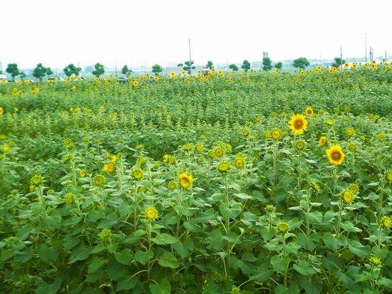 ひまわりの草木の鮮やかな緑色に開花したひまわりの花の黄色が混ざり始める写真