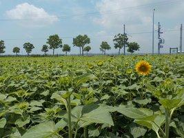 葉が生い茂る中で、一本だけつぼみから花が開いているひまわり畑の風景の写真