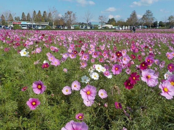畑一面に植えられ、七~八分咲きとなって濃淡様々な紫色の花が付いたコスモスの写真