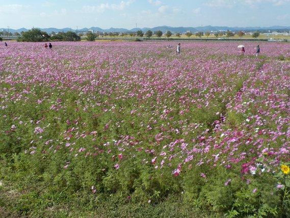 畑一面に広がり、薄紫色の花が七~八分咲きとなっているコスモスの写真