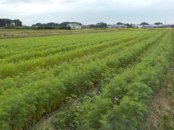 畑の畝に列をなして植えられている、50~60センチメートル程の丈に育ったコスモスの写真