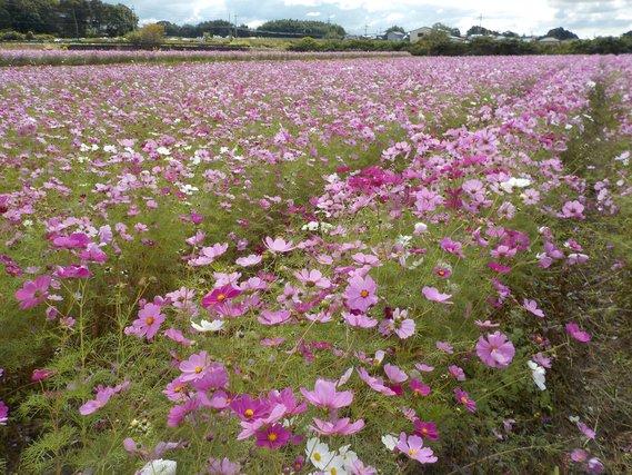 畑一面に列をなして咲き誇る薄紫色のコスモスの写真