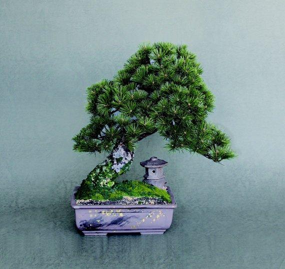 小ぶりな四角い鉢に松が植えられ小さな灯篭が飾られた盆栽の写真