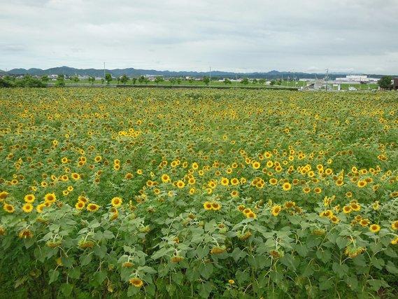 しおれたひまわりの花が混ざり始めたひまわり畑の写真