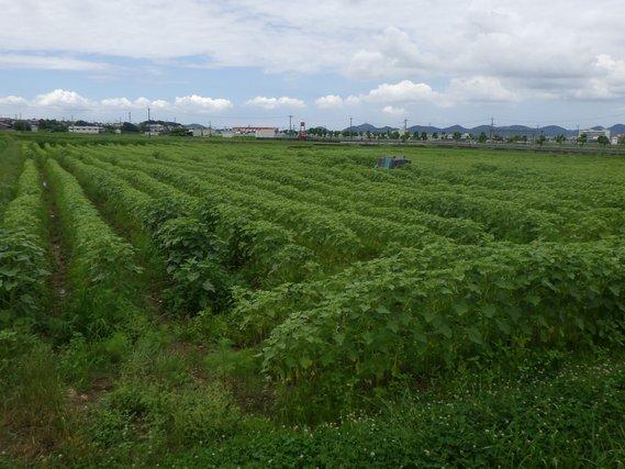 畑一面に広がる畝に列をなして植えられている、100センチメートル程の丈に育った緑の葉のひまわりの写真