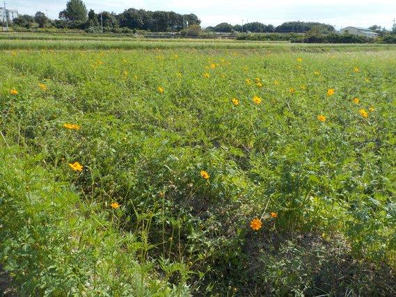 畑一面に列をなして生える、80~90センチメートル程の丈に育ち二分咲きに黄色の花をつけたキバナコスモスの写真