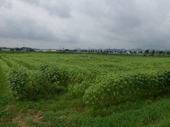 畑一面に列をなして並び緑の葉を茂らせるひまわりの写真
