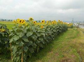 奥まで1列に整列して植えられているひまわり畑の一角の写真