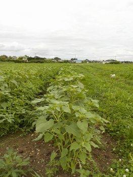 曇り空の中大きく背を伸ばすひまわりの草木の写真