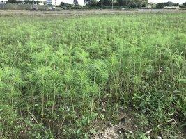 畑一面に植えられ草丈を20センチメートルくらいに伸ばしているまだ緑の葉のコスモスの写真