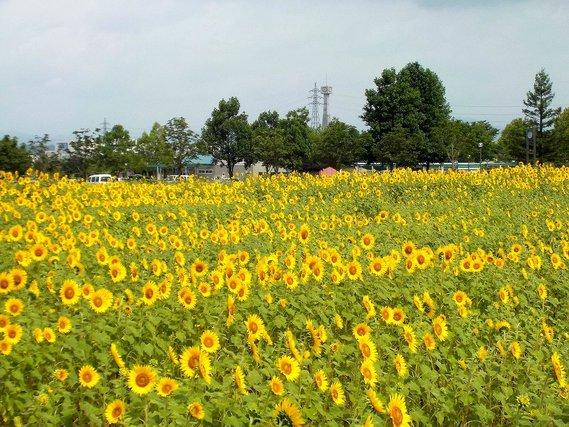 ほぼ満開のひまわり畑が地平線まで続いている写真