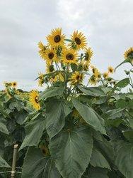 先端がいくつも枝分かれして、小ぶりな花が開いている様子のひまわりの写真