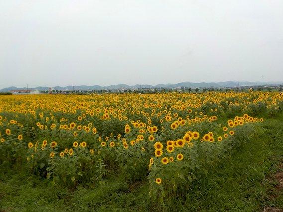 曇り空の下咲くひまわり畑の写真