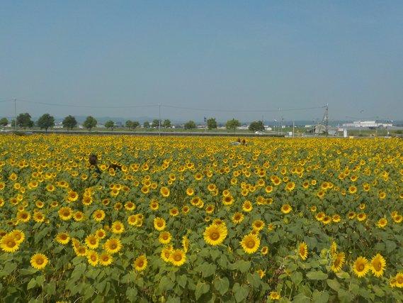 畑一面に広がる、黄色い花が九分咲きとなっているひまわりの写真