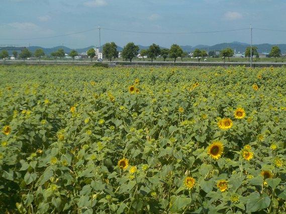 畑一面に広がり、ところどころ黄色い花を咲かせ始めているひまわりの写真
