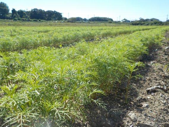 畑の畝に列をなして植えられている、まだ丈が低く緑の葉のみのコスモスの写真