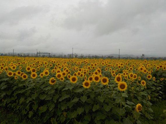 畑一面に並び、一斉に黄色い花を満開に咲かせたひまわりの写真
