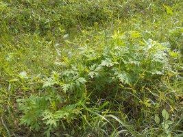 畑に植えられたキバナコスモスの緑の葉とつぼみの写真