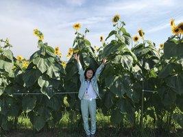 人が両手を上げても先端まで届かない様子が写っている、葉がたくさん茂った迫力あるひまわりの写真