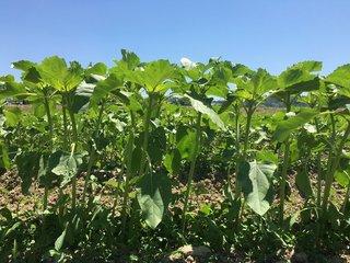 青空の下で茎をのばすひまわりの苗の写真
