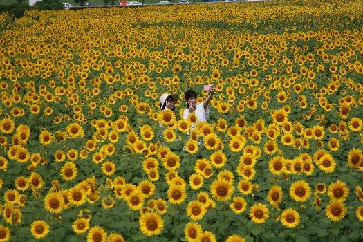 満開のひまわり畑の真ん中で記念写真を撮っている白い服の女性二人の写真