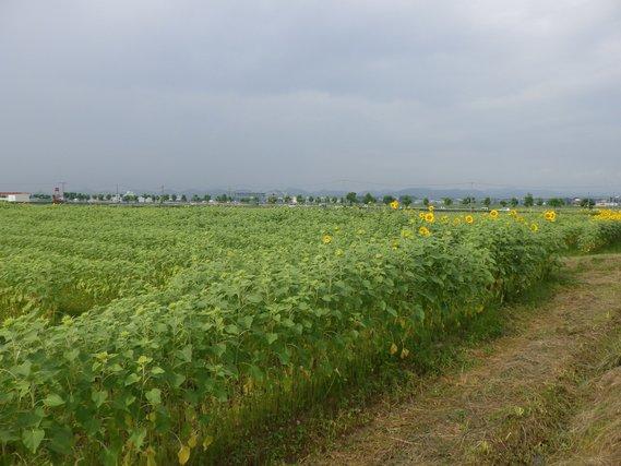 畑一面に列をなして並び、一部黄色い花が咲き始めたひまわりの写真