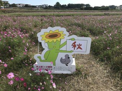 薄紫色の花をつけたコスモス畑の中に置かれた、キャラクター「小野かっぱ」が描かれたパネルの写真