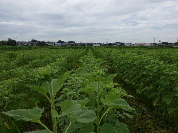 畑一面に幾重にも列をなして並び丈を伸ばした緑の葉のひまわりの写真