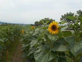 大きく育った葉の先端に、黄色い花が咲いているひまわり畑の一角の写真