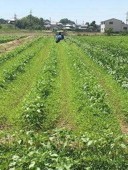 ひまわり畑周辺の雑草を草刈り機で除去している様子の写真