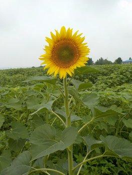 開花した一輪のひまわりの写真