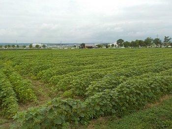 畑一面に列をなして並び緑の葉を茂らせるひまわりの写真
