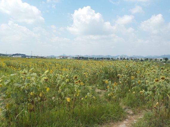 青空の下で畑一面に広がる、黄色い花が下向きに頭を垂れ始めているひまわりの写真