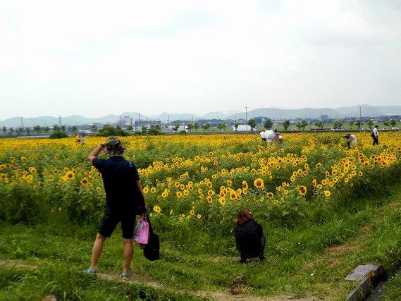 ひまわり畑を見に人々が集まっている写真