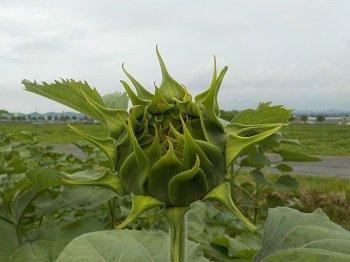 大きく育ったまだ緑色のひまわりのつぼみの写真
