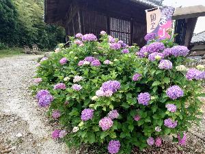 薄紫のアジサイ
