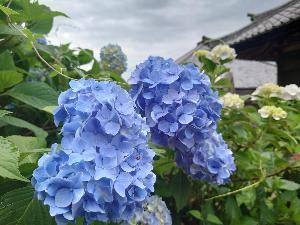 青色のアジサイ