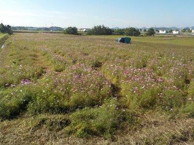 畑の畝に列をなして植えられ、薄紫色の花を咲かせているコスモスの写真