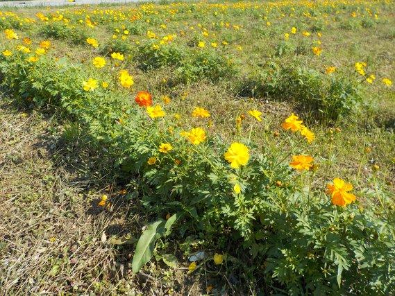 畑の畝に列をなして植えられ、黄色の花が三分咲きとなっているキバナコスモスの写真