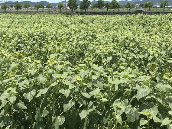 畑一面に広がり、重ねる緑の葉のその先につぼみをつけているひまわりの写真