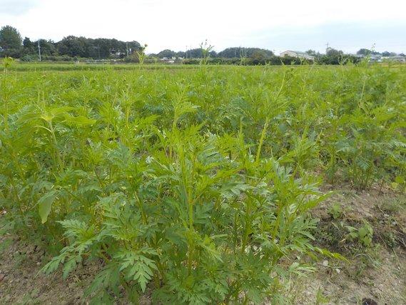 畑の畝に列をなして植えられている、60~70センチメートル程の丈に育ったキバナコスモスの写真