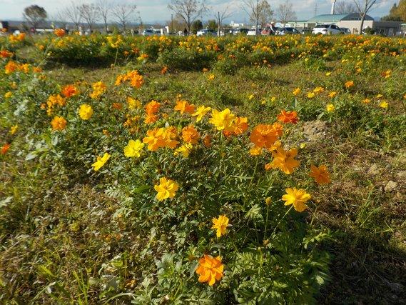 畑の畝に列をなして植えられ、つぼみを咲かせて五分咲きとなっているキバナコスモスの写真