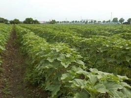 畝に沿って植えられたひまわりが、成長して緑色の葉を茂らせている様子の写真