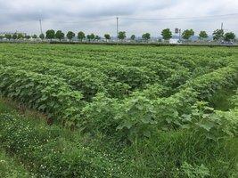 区画に沿って植えられて、こんもりと緑の葉が生い茂ったひまわり畑の写真