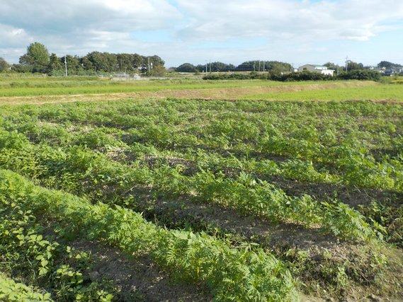 畑の畝に列をなして植えられている、30センチメートル程の丈に育ったキバナコスモスの写真