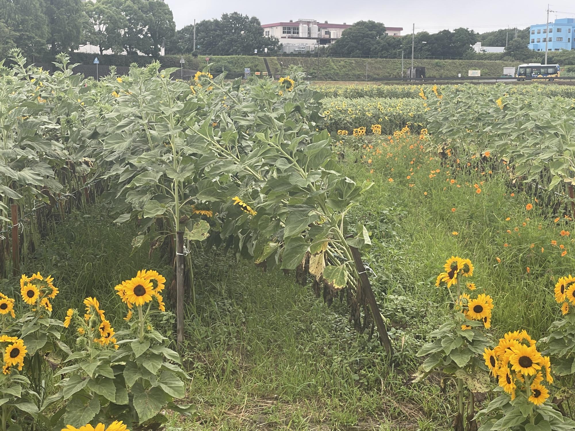 ど根性ひまわり13