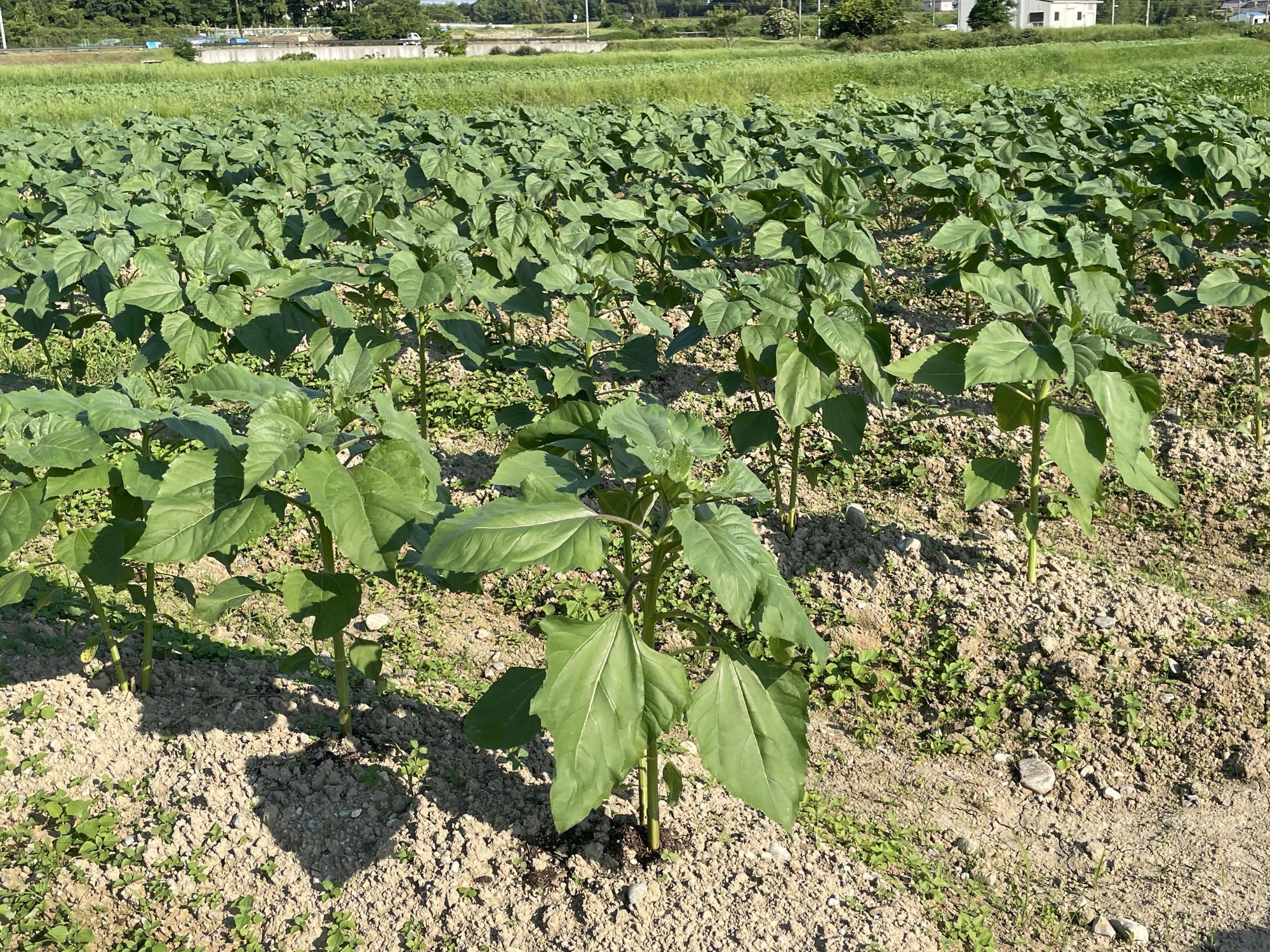 dokonjyo3