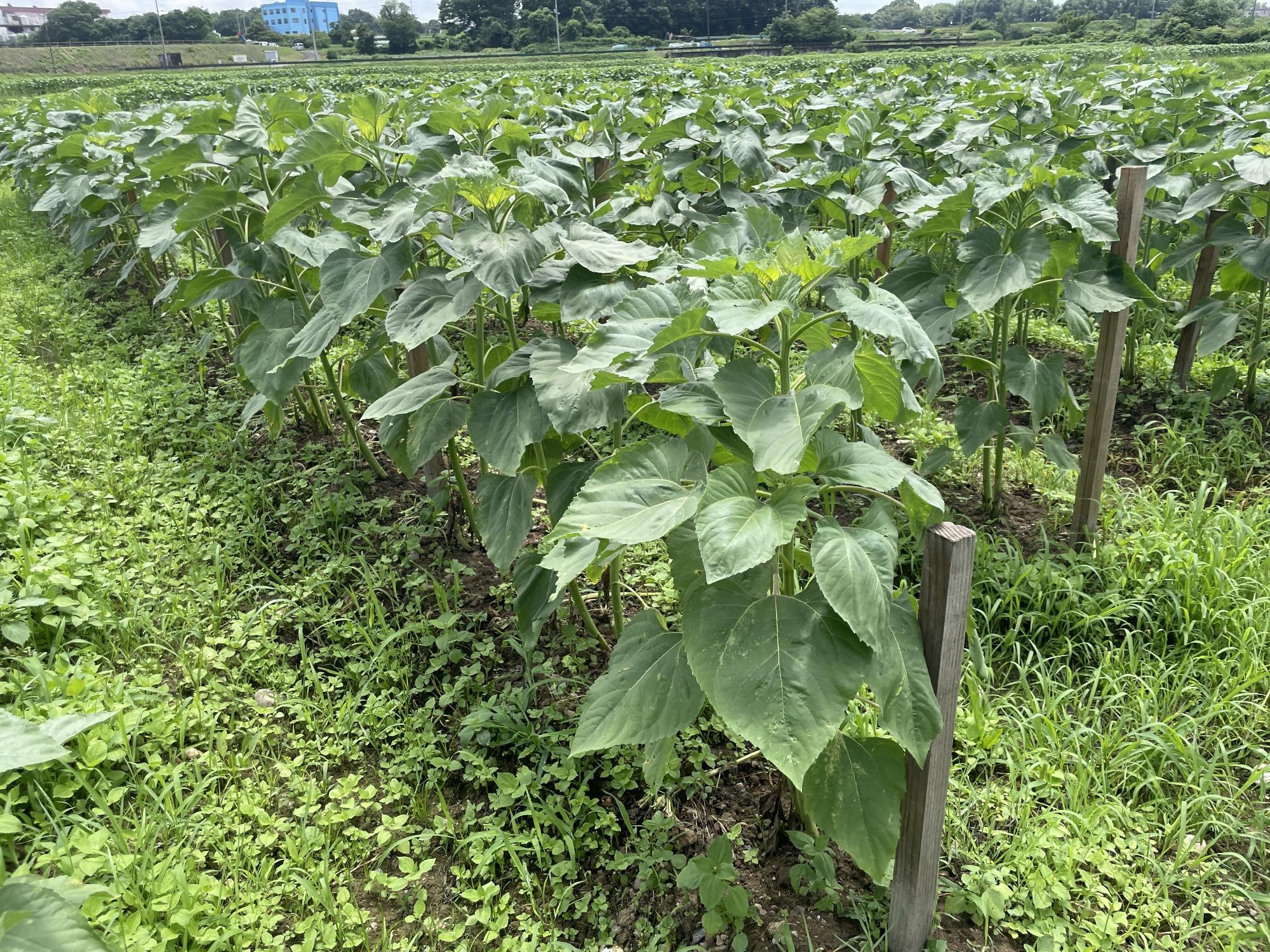 ど根性ひまわり6